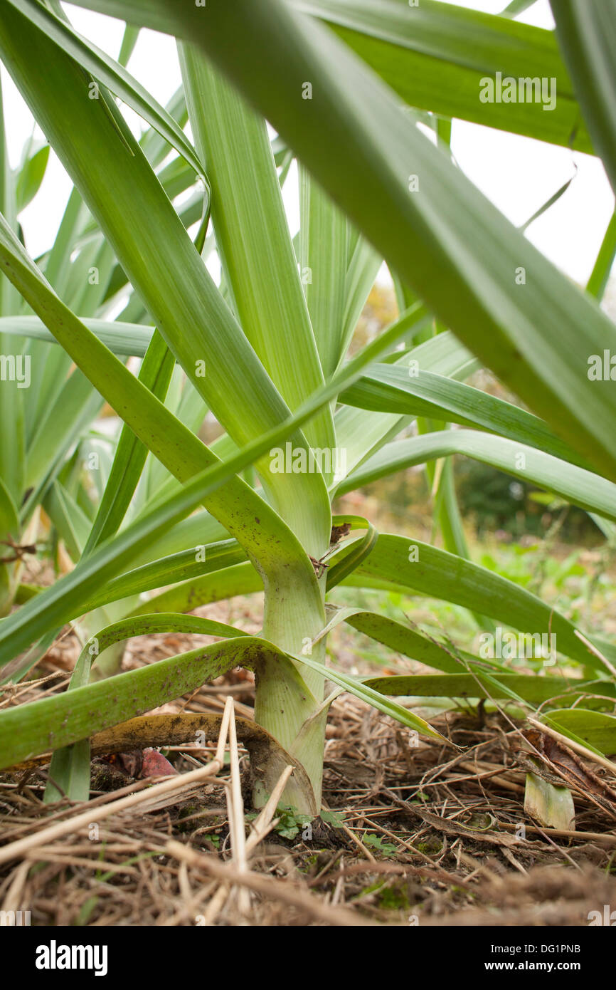 The leaves of a nearly mature leek grow in a ladder-like pattern in a vegetable garden inn Massachusetts. Stock Photo