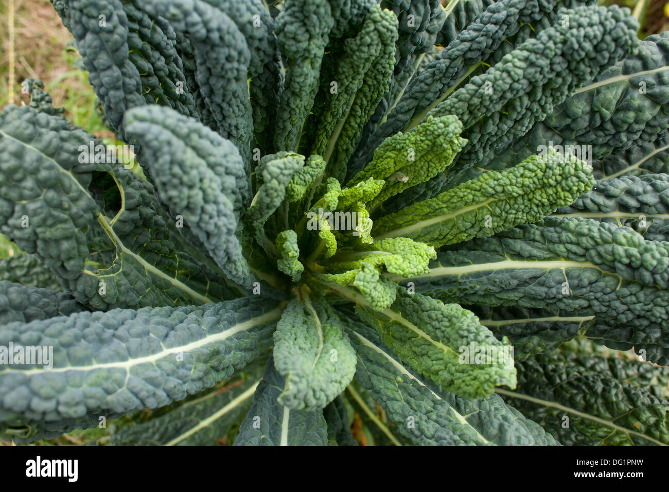 This healthy dinosaur kale grows in the garden  -- also known as Tuscan kale, lacinato kale, black kale, or cavolo nero. Stock Photo