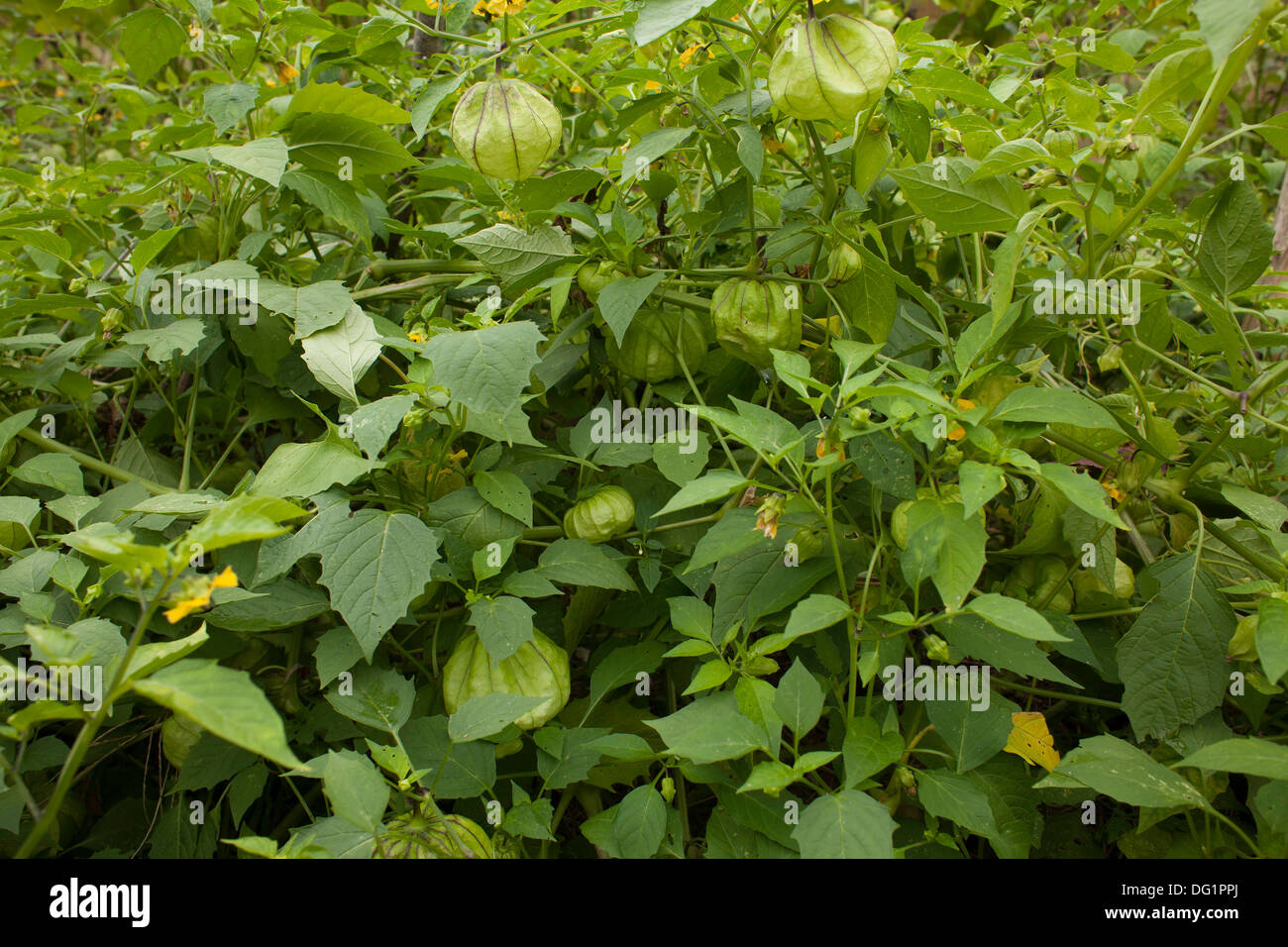 Tomatillos are still flowering near the end of the growing season. Stock Photo