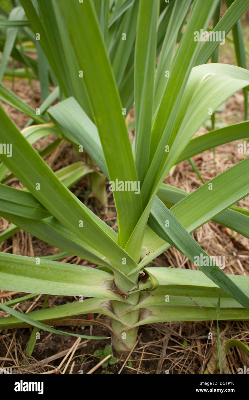 The leaves of a nearly mature leek grow in a ladder-like pattern in a vegetable garden inn Massachusetts. Stock Photo