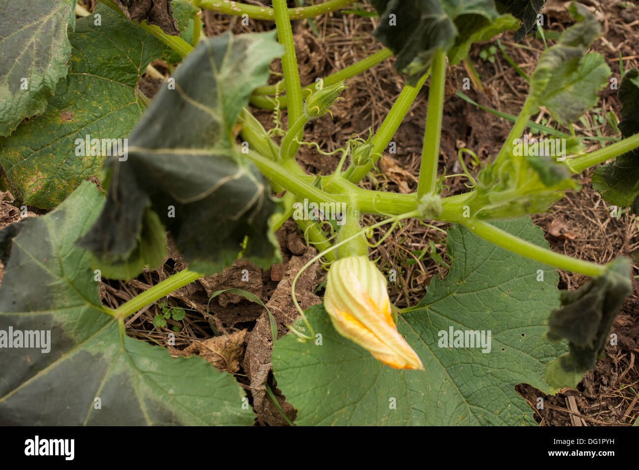 Leaves of a white Lebanese bush squash are damaged by frost.  Blossom and an immature squash can be seen in foreground. Stock Photo