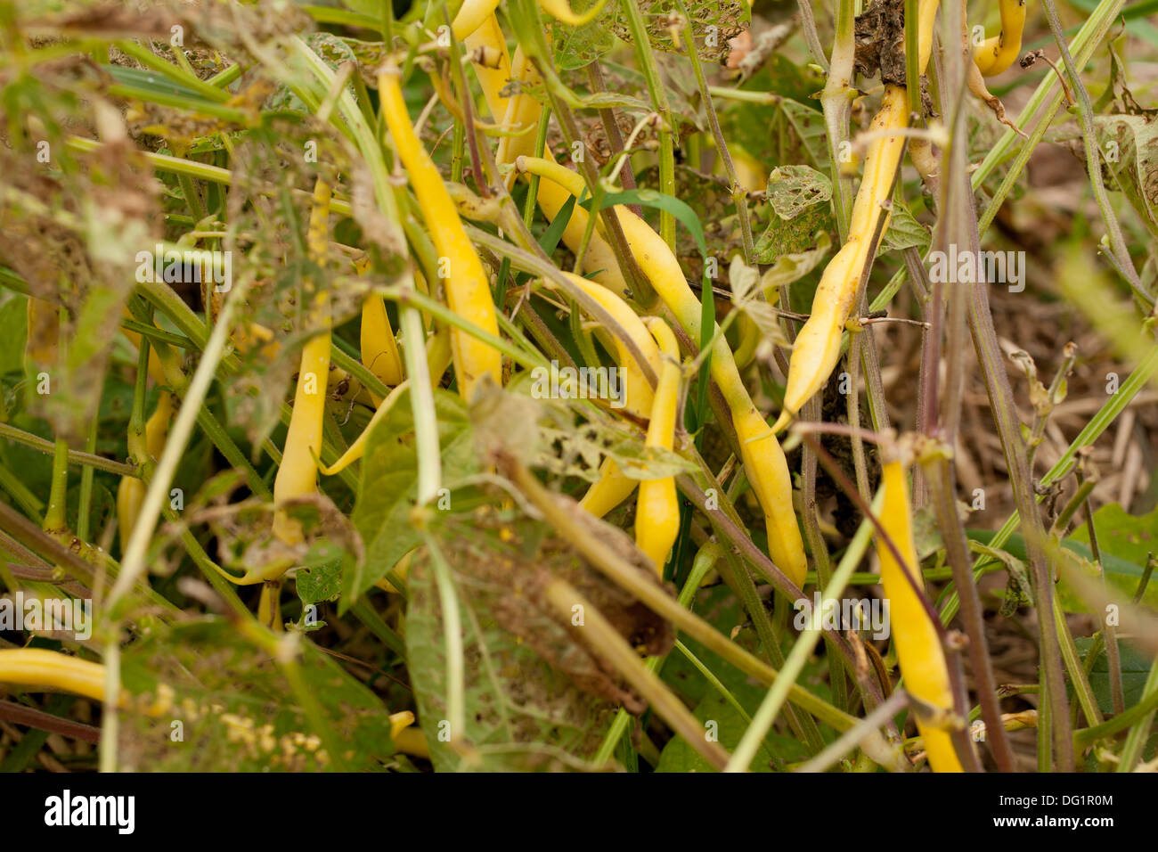 Bush yellow wax beans cling  to plants whose leaves are riddled with insect holes. Stock Photo