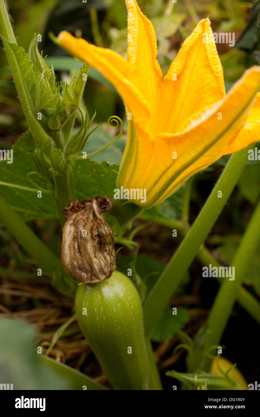 A blossom from a white Lebanese bush squash is open above a young