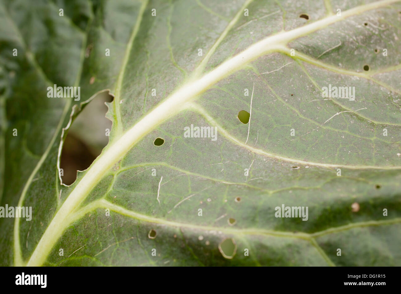 A cauliflower leaf shows signs of insect damage in late summer garden. Stock Photo