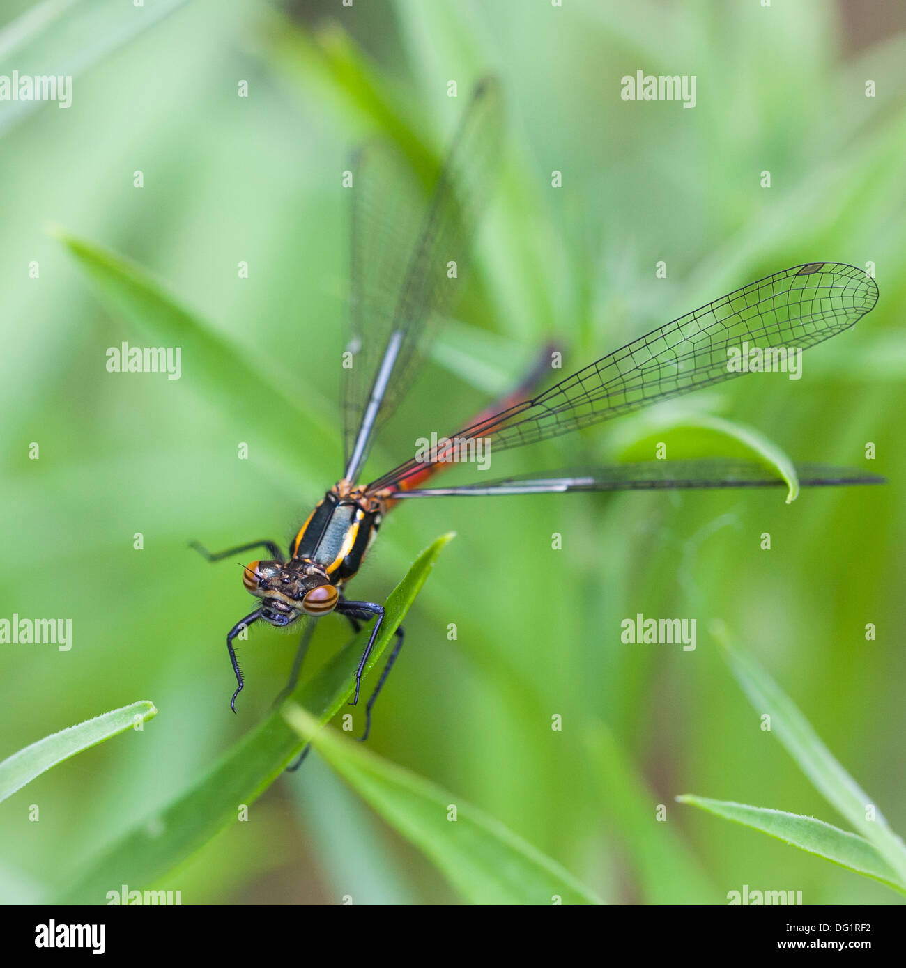 Large Red damselfly at rest Stock Photo - Alamy