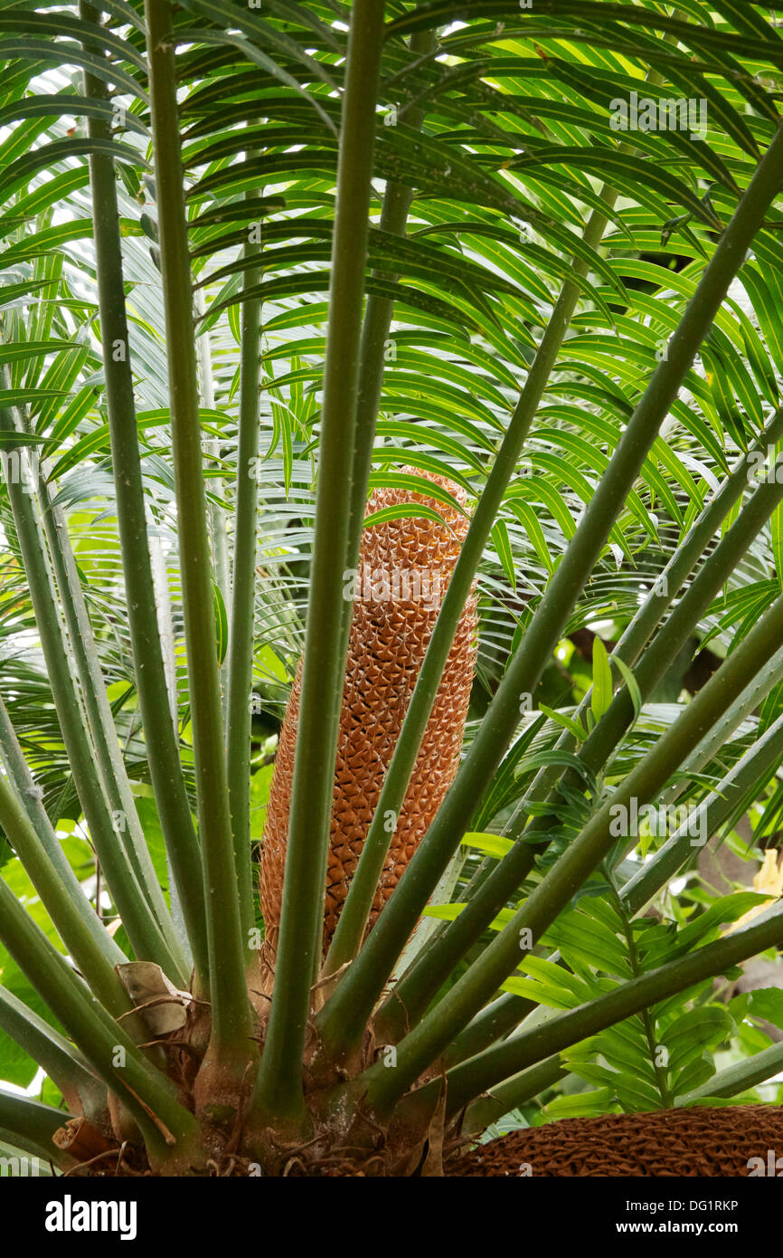 Male cycad (Cycas spa) showing cone. Oak Park Conservatory Illinois. Stock Photo