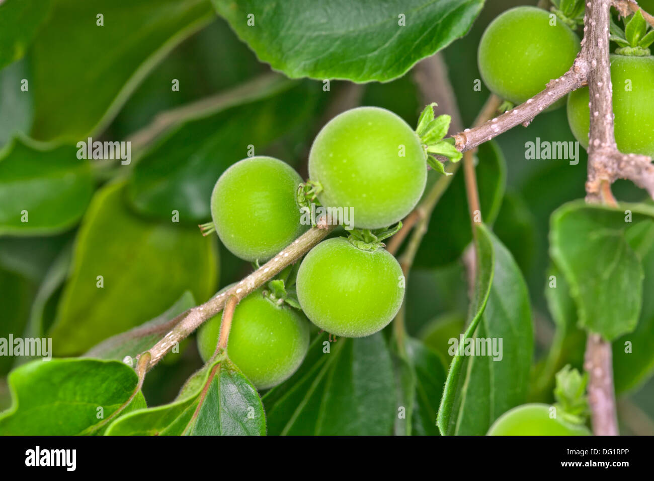 Immature ketembilla fruit on branch. Stock Photo