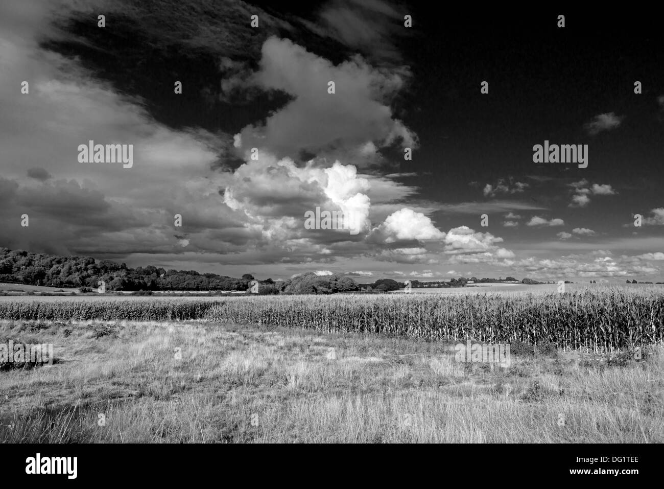 A Landscape View Of A Field Of Sweetcorn, East Sussex, England, Uk (Black and white) Stock Photo