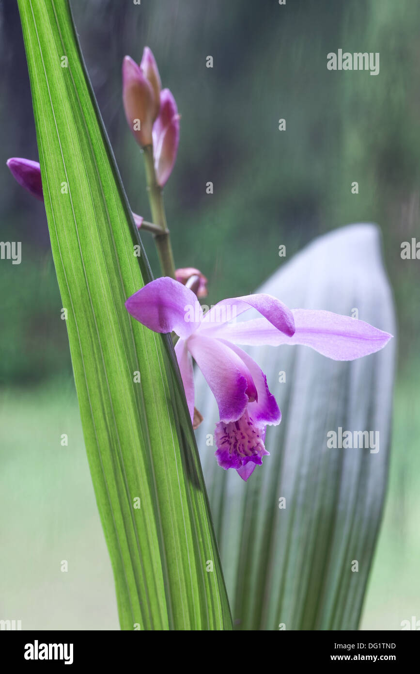 Uruguay plant hi-res stock photography and images - Alamy