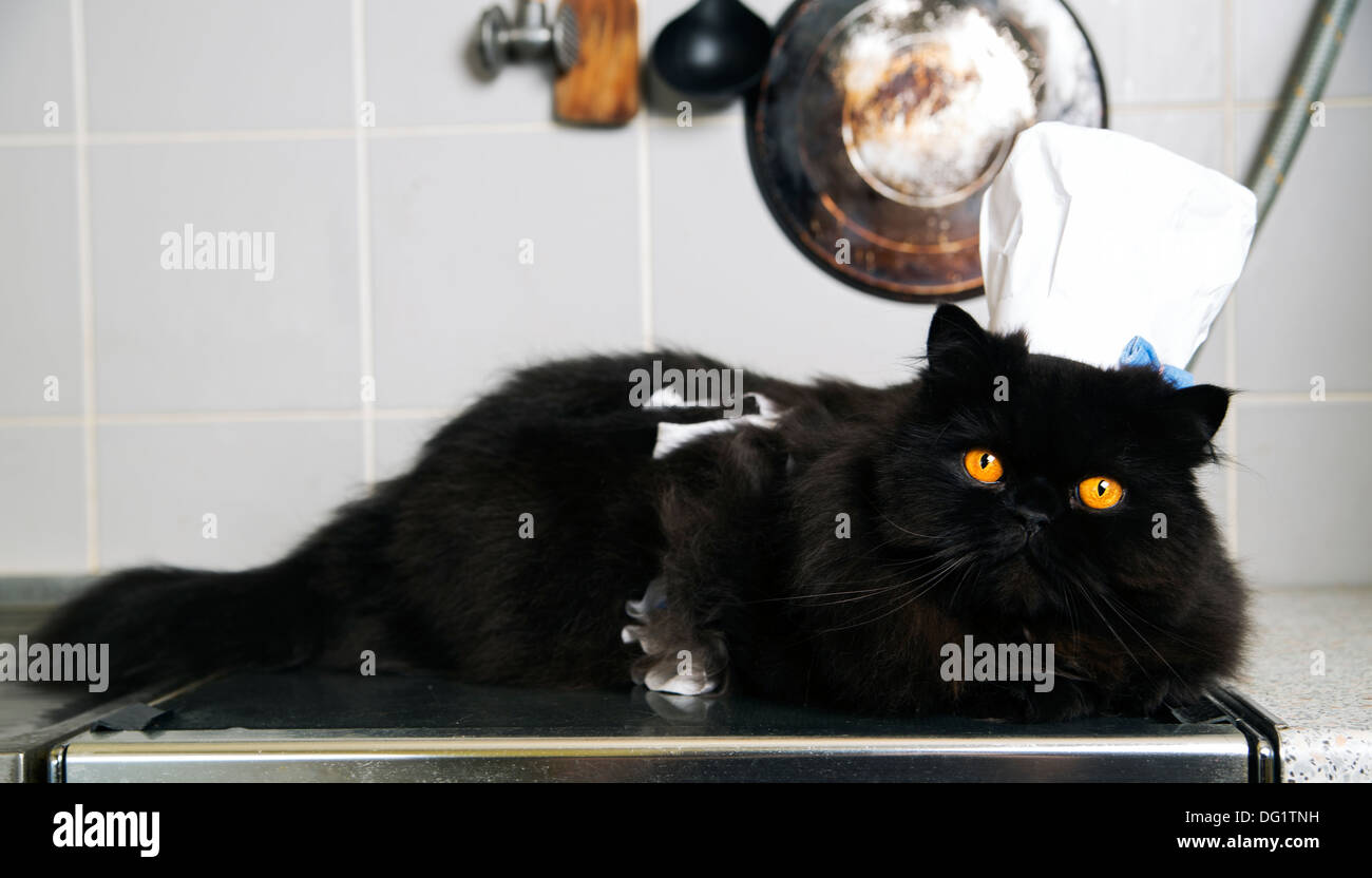 Black cat lay on stove with funny look Stock Photo Alamy