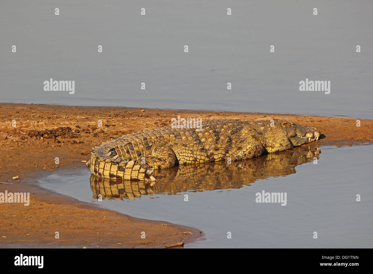 Crocodile in Zambia in Luangwa River Stock Photo