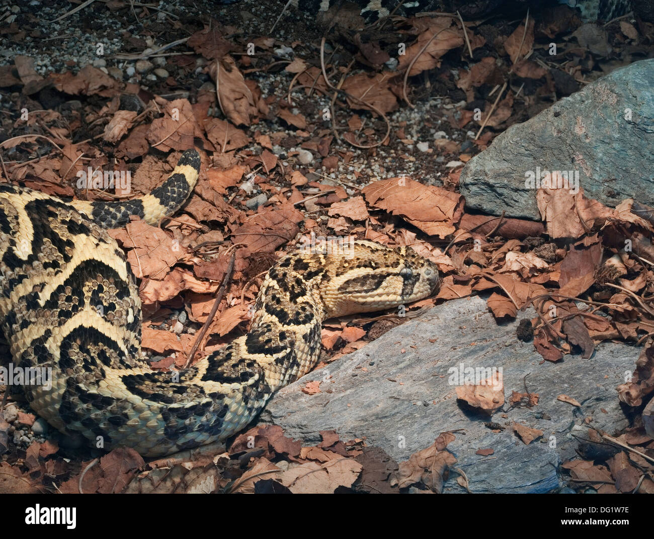 Common African Venomous Snake Bitis Arietans, Puff Adder Stock Photo