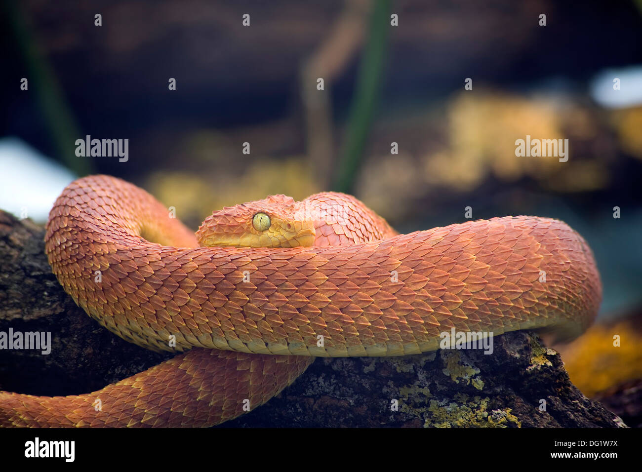 Life on White  Leaf viper with its tongue out, Atheris squamigera,  isolated on white