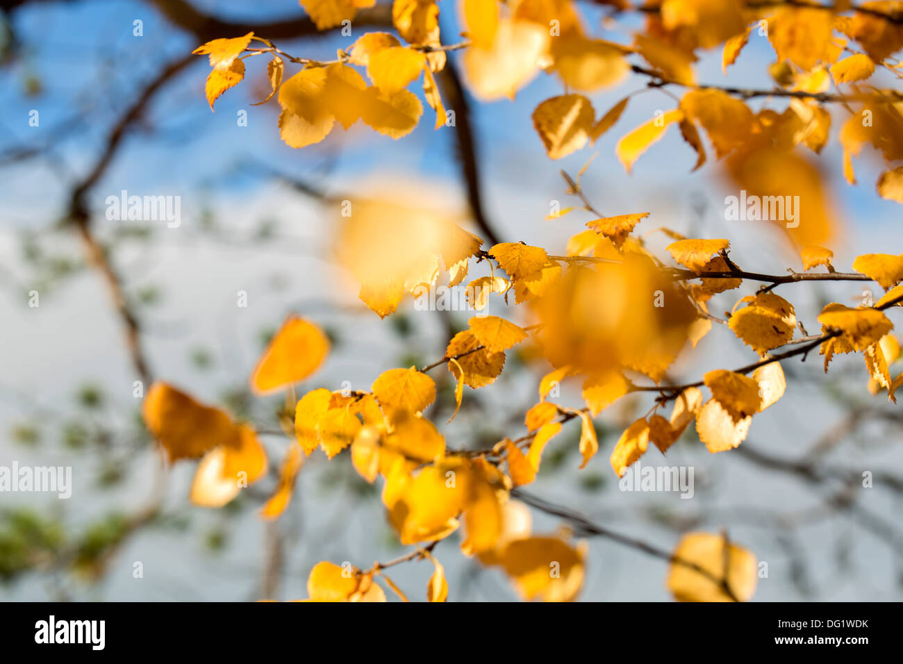 Birch leafs are still hanging on tree branches Stock Photo