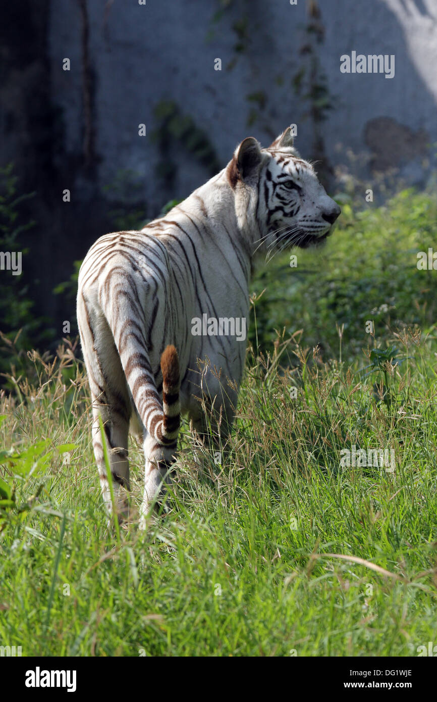 White Bengal tiger Stock Photo