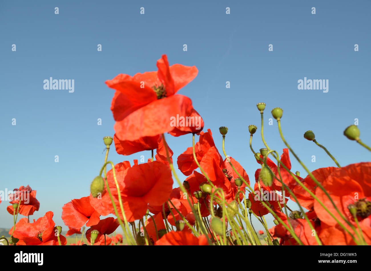 Red poppy flowers under a clear blue sky Stock Photo - Alamy