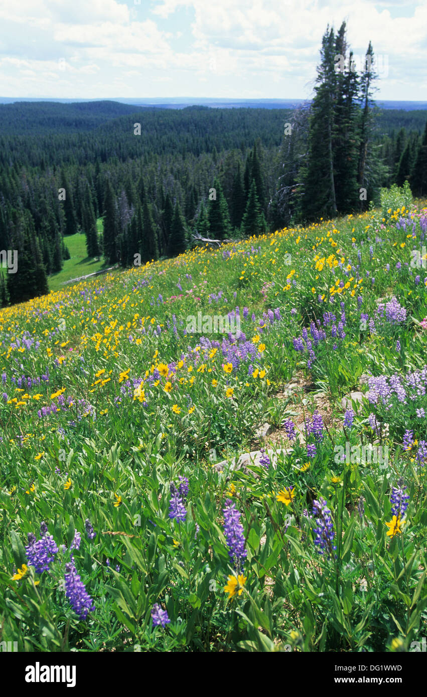 Elk265-1942v Wyoming, Yellowstone National Park, wildflowers, Heartleaf Arnica and Blue Lupine Stock Photo