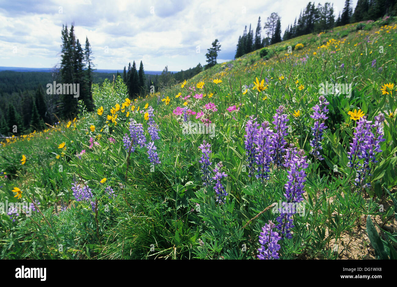 Elk265-1946 Wyoming, Yellowstone National Park, wildflowers, Heartleaf Arnica and Blue Lupine Stock Photo