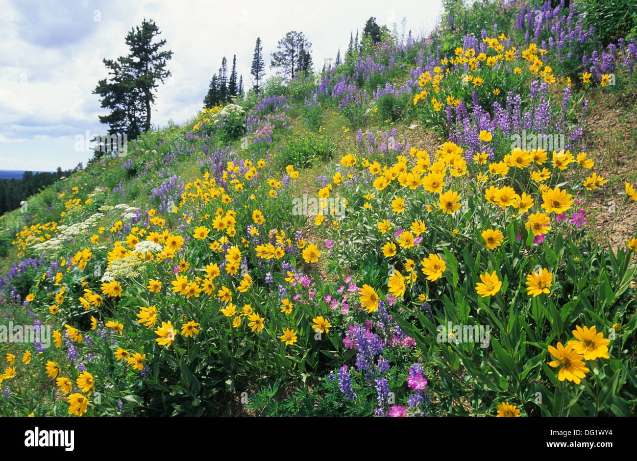 Elk265-1950 Wyoming, Yellowstone National Park, wildflowers, Heartleaf Arnica and Blue Lupine Stock Photo