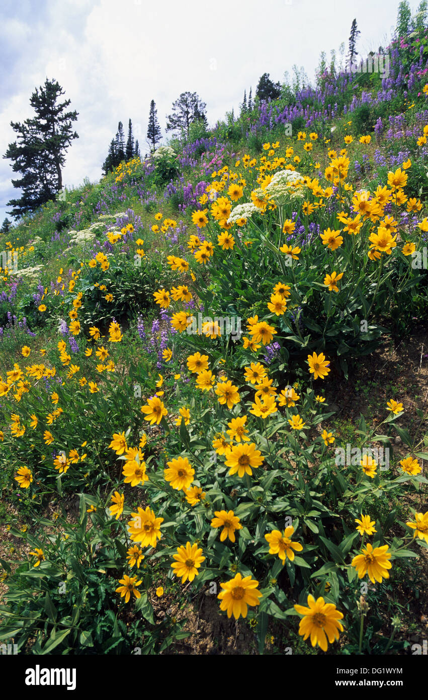 Elk265-1960v Wyoming, Yellowstone National Park, wildflowers, Heartleaf Arnica and Blue Lupine Stock Photo
