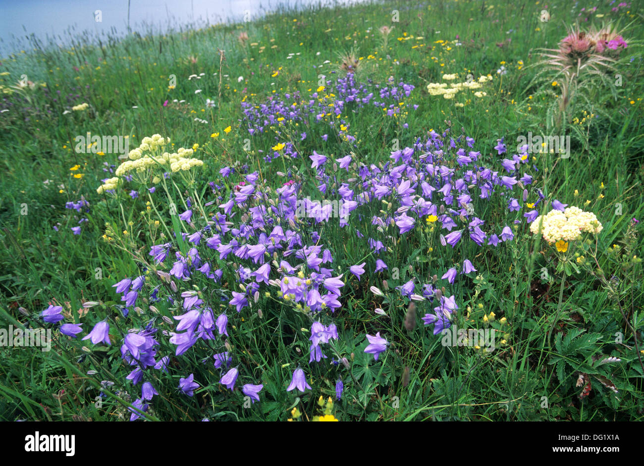 Elk265-1967 Wyoming, Yellowstone National Park, wildflowers, Bluebells Stock Photo