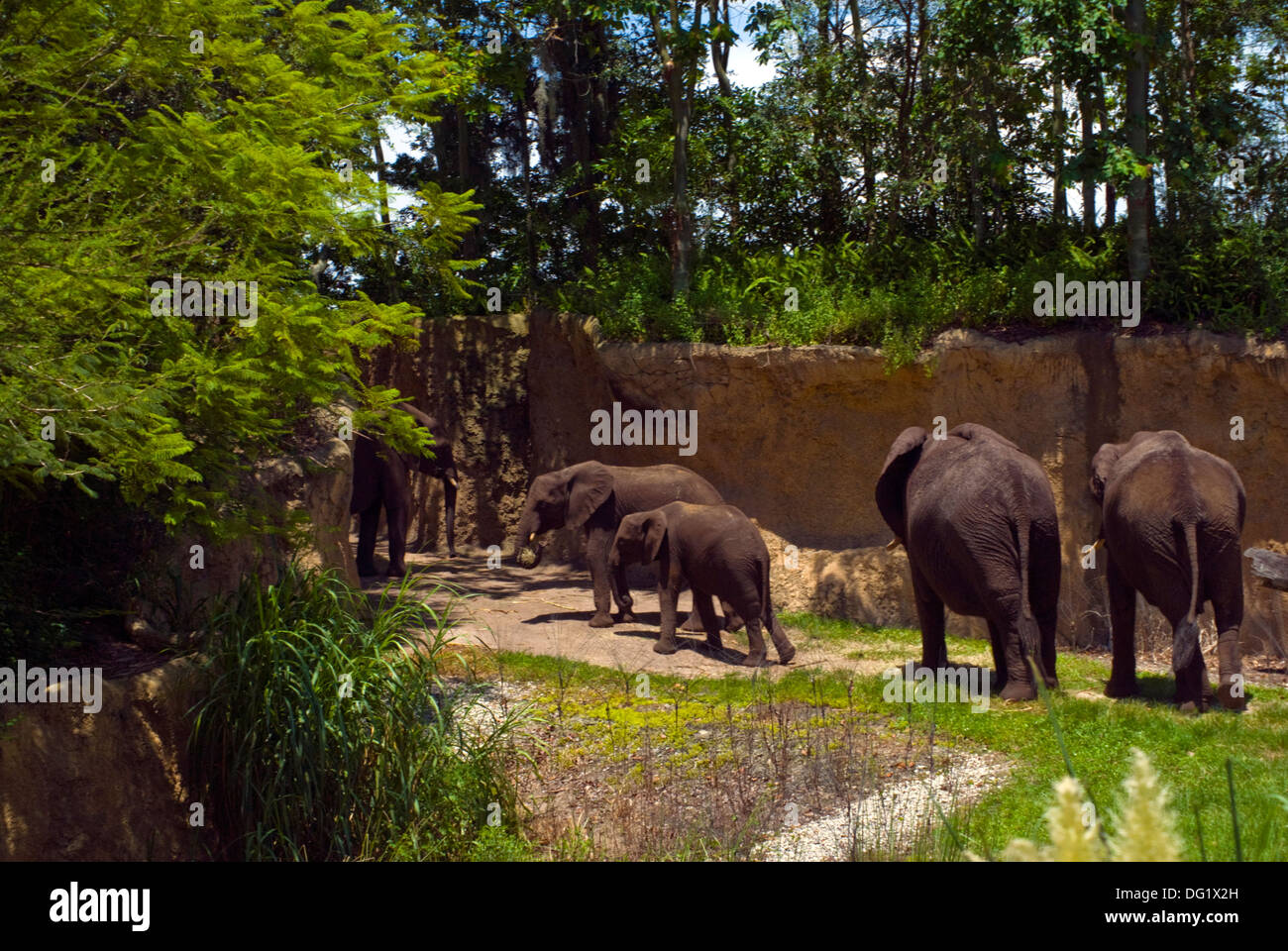 Elephant family walking Stock Photo