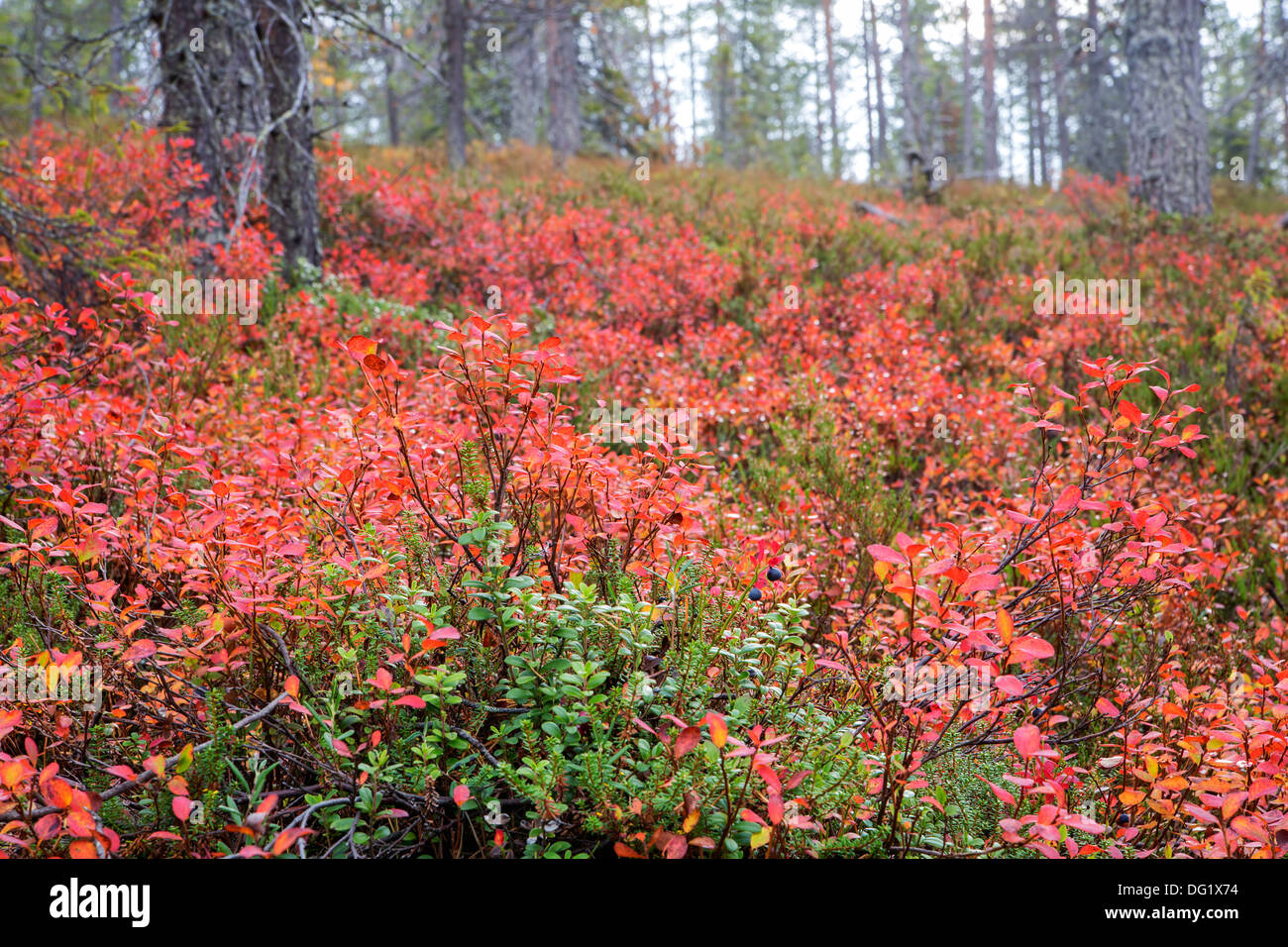 Reddish tone berry bushes flood over forest ground Stock Photo