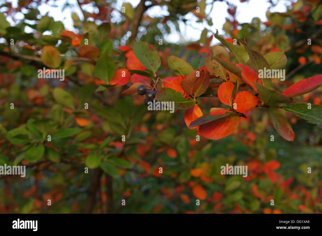 autumn flora Stock Photo