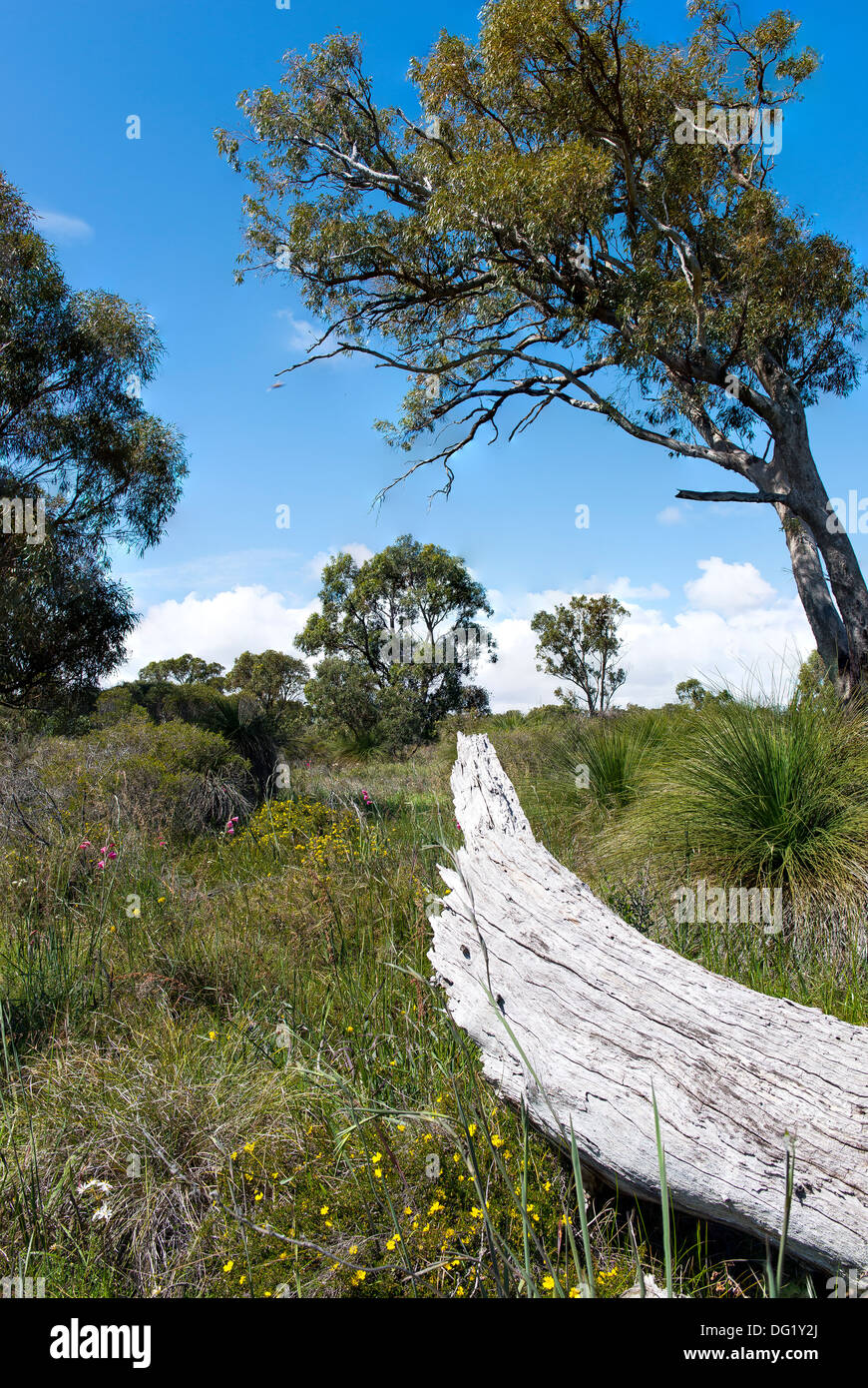 Tree Trunks in Australian Bush Stock Photo
