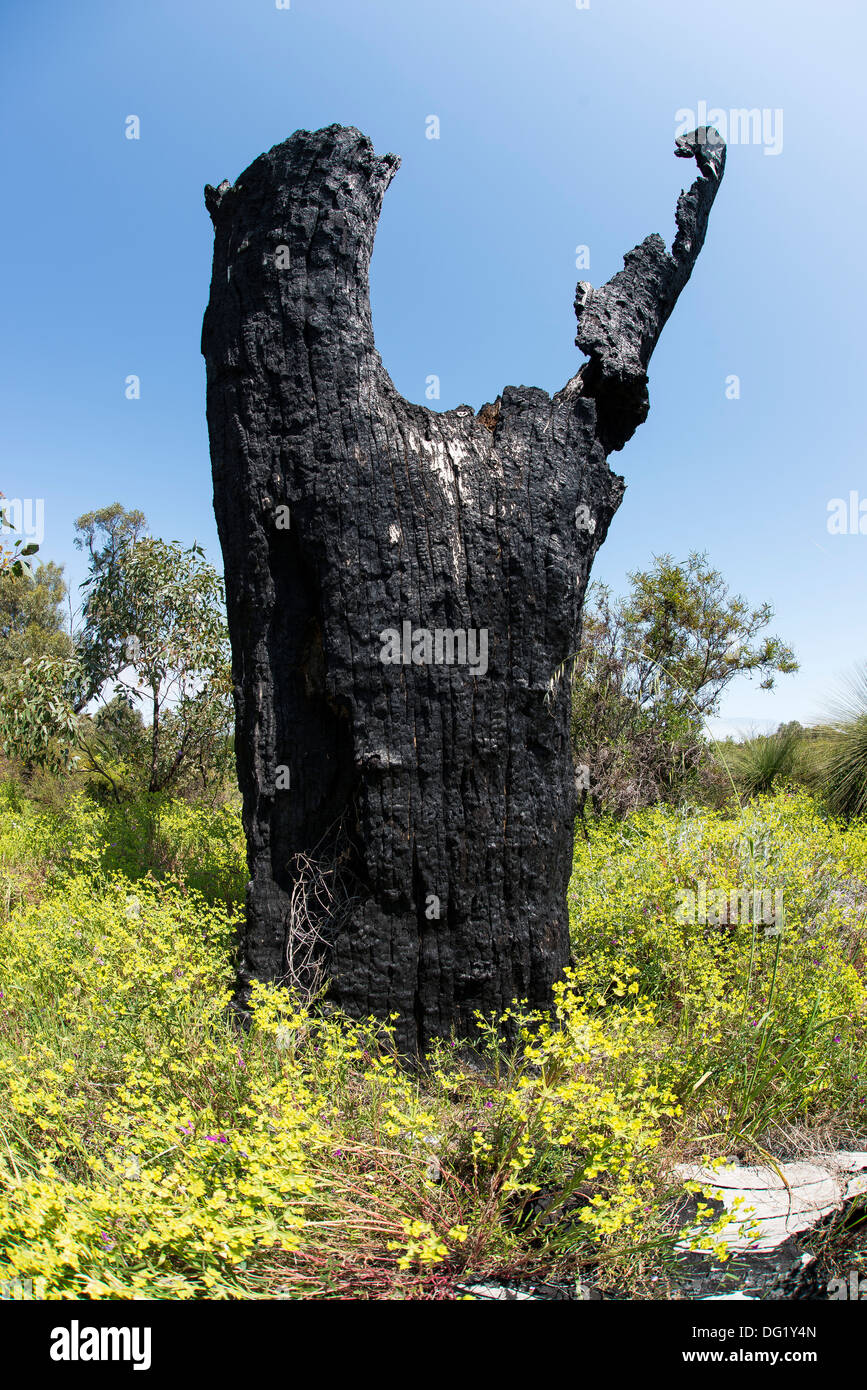 Tree Trunks in Australian Bush Stock Photo