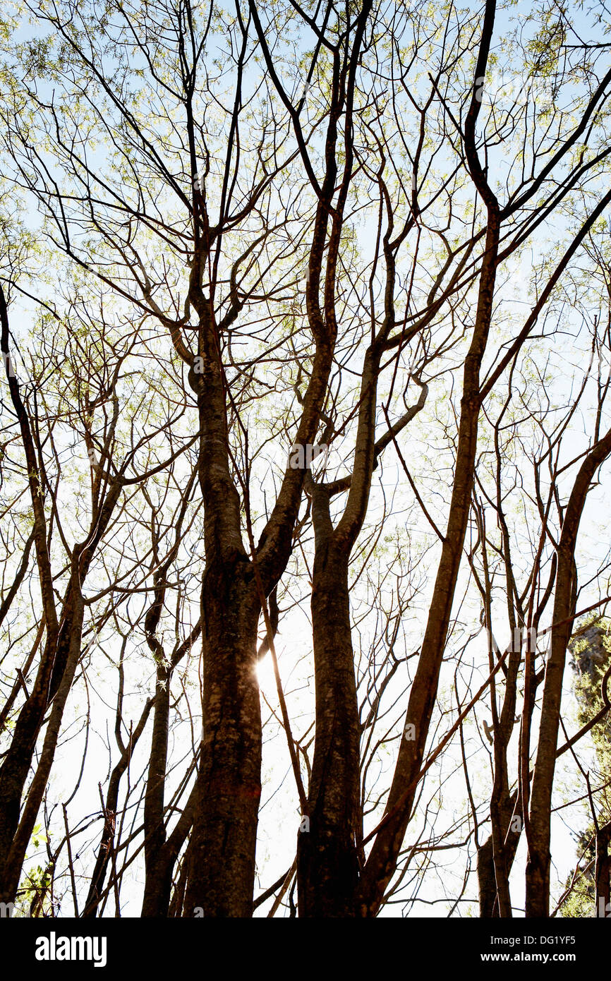 Trees low angle hi-res stock photography and images - Alamy