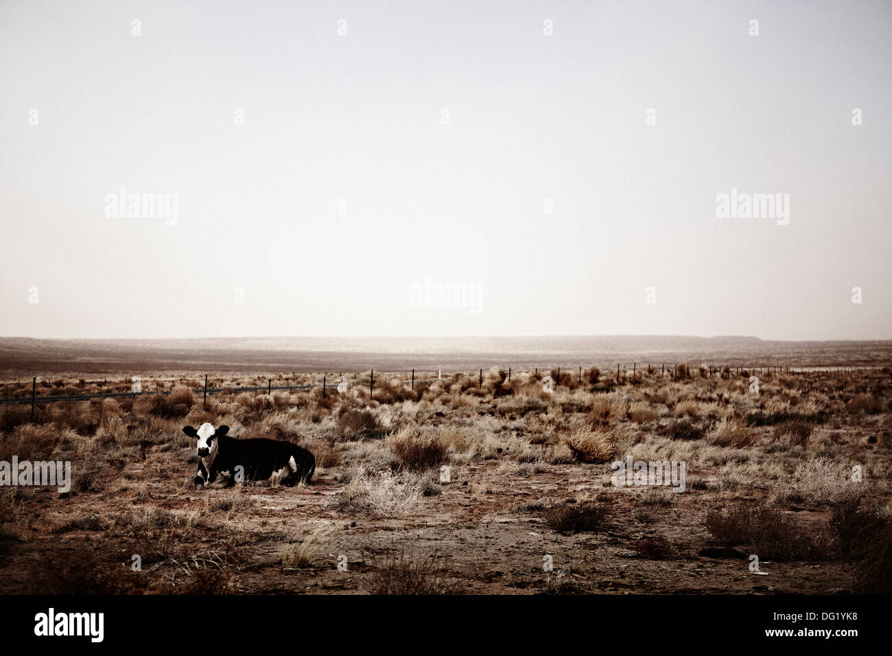 Cow Sitting in Arid Field, Arizona, USA Stock Photo