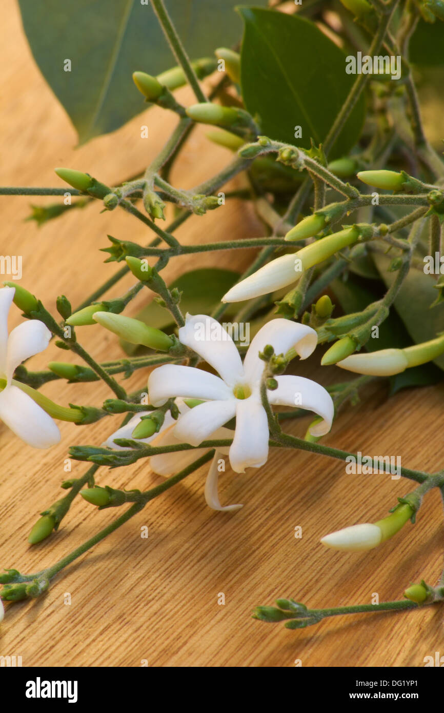 Azores jasmine plant and flowers (Jasminum azoricum) on wooden table Stock Photo