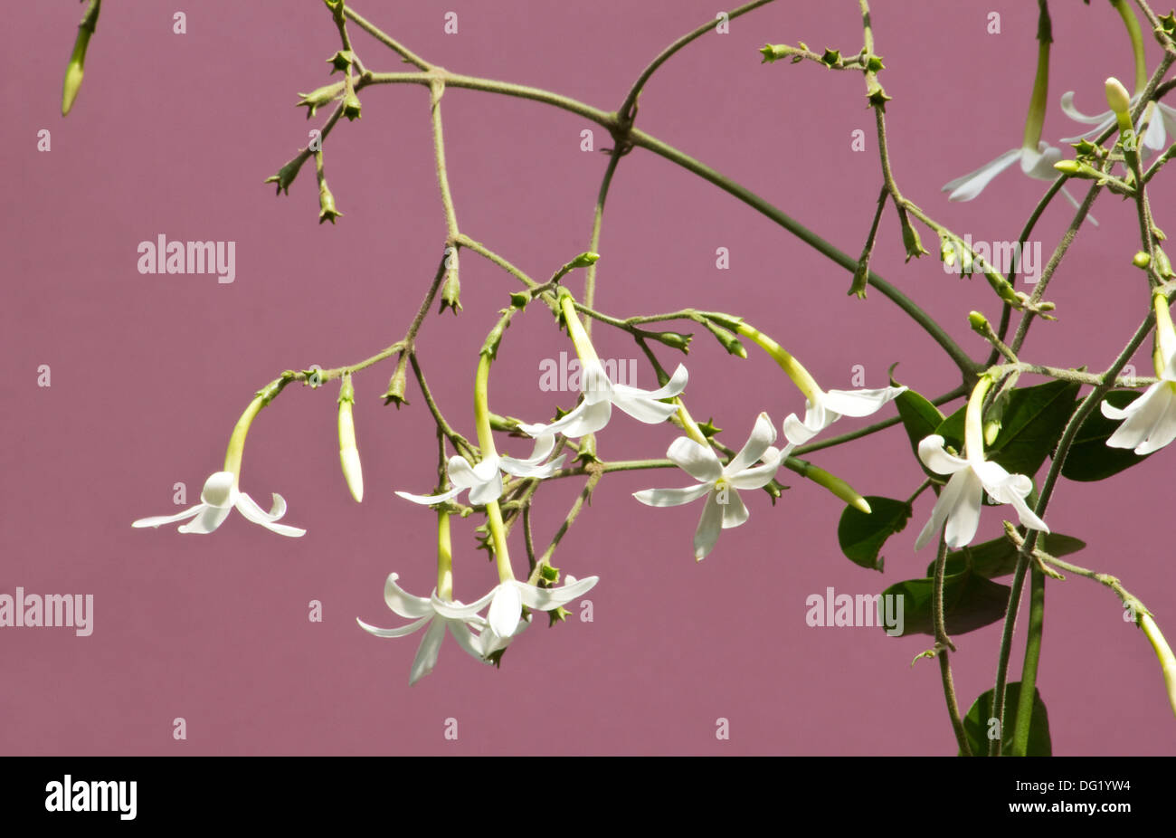 Azores jasmine plant and flowers (Jasminum azoricum) with pink background Stock Photo