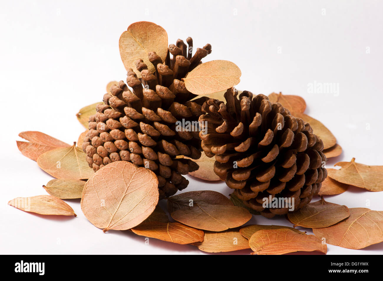 Pine cones and dried leaves on white background Stock Photo