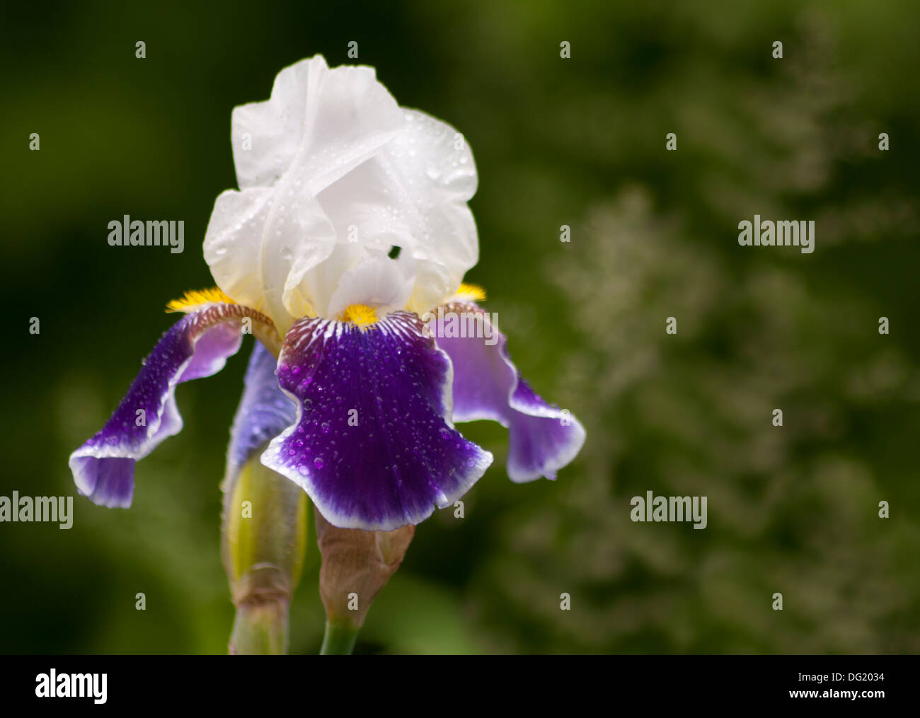 blue and white iris Stock Photo