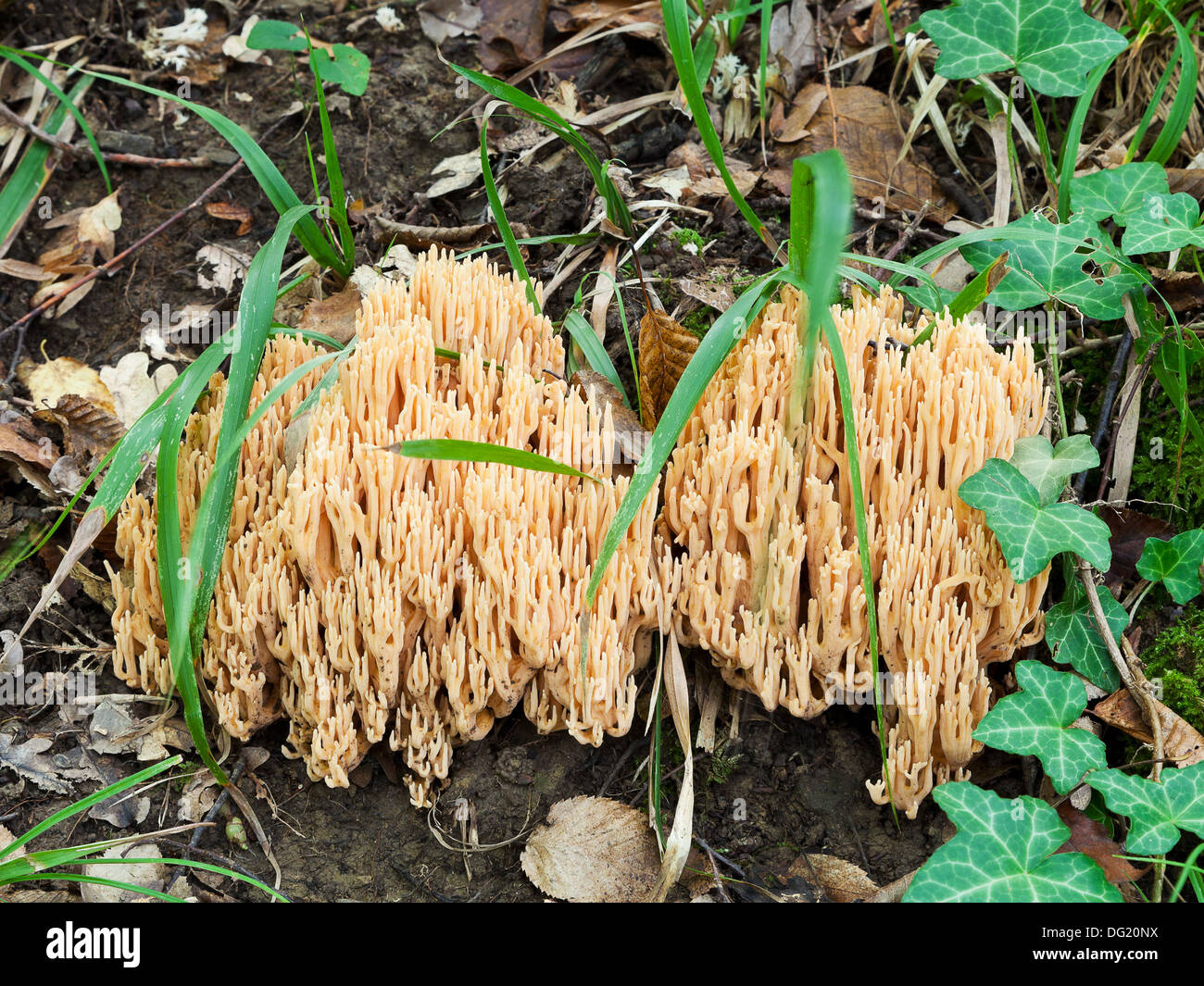 ramaria stricta (strict-branch coral) mushrooms in autumn litter Stock Photo