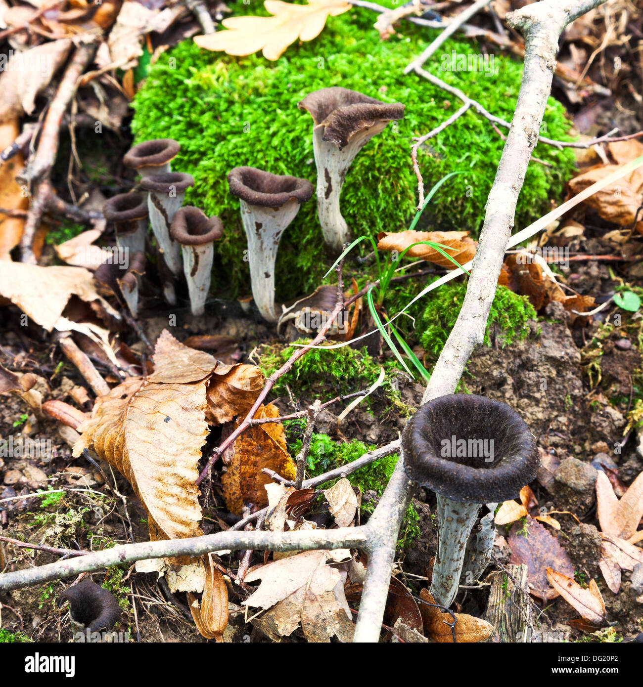 craterellus cornucopioides (black chanterelle) mushrooms in autumn litter Stock Photo