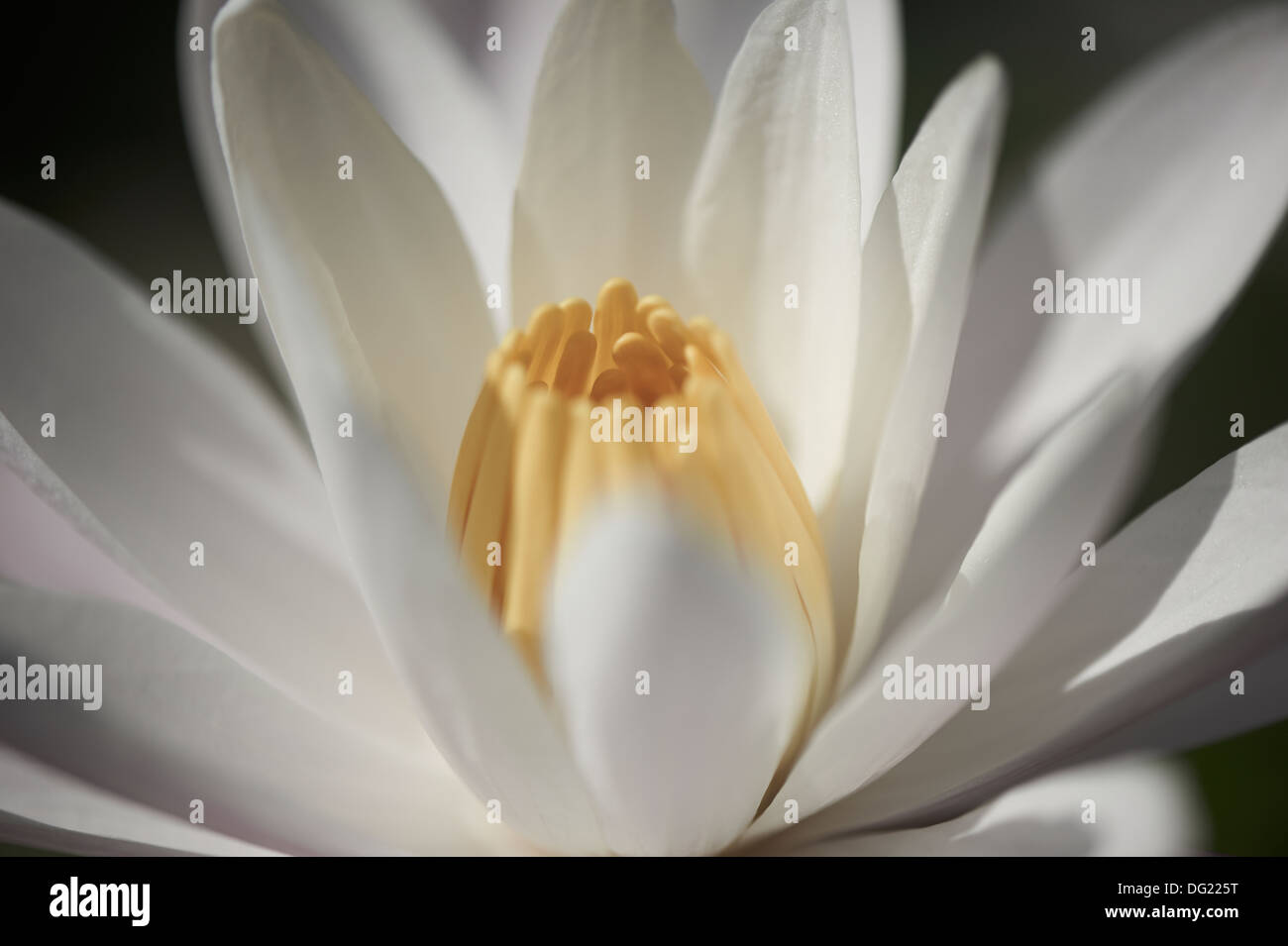 Water lilies Stock Photo