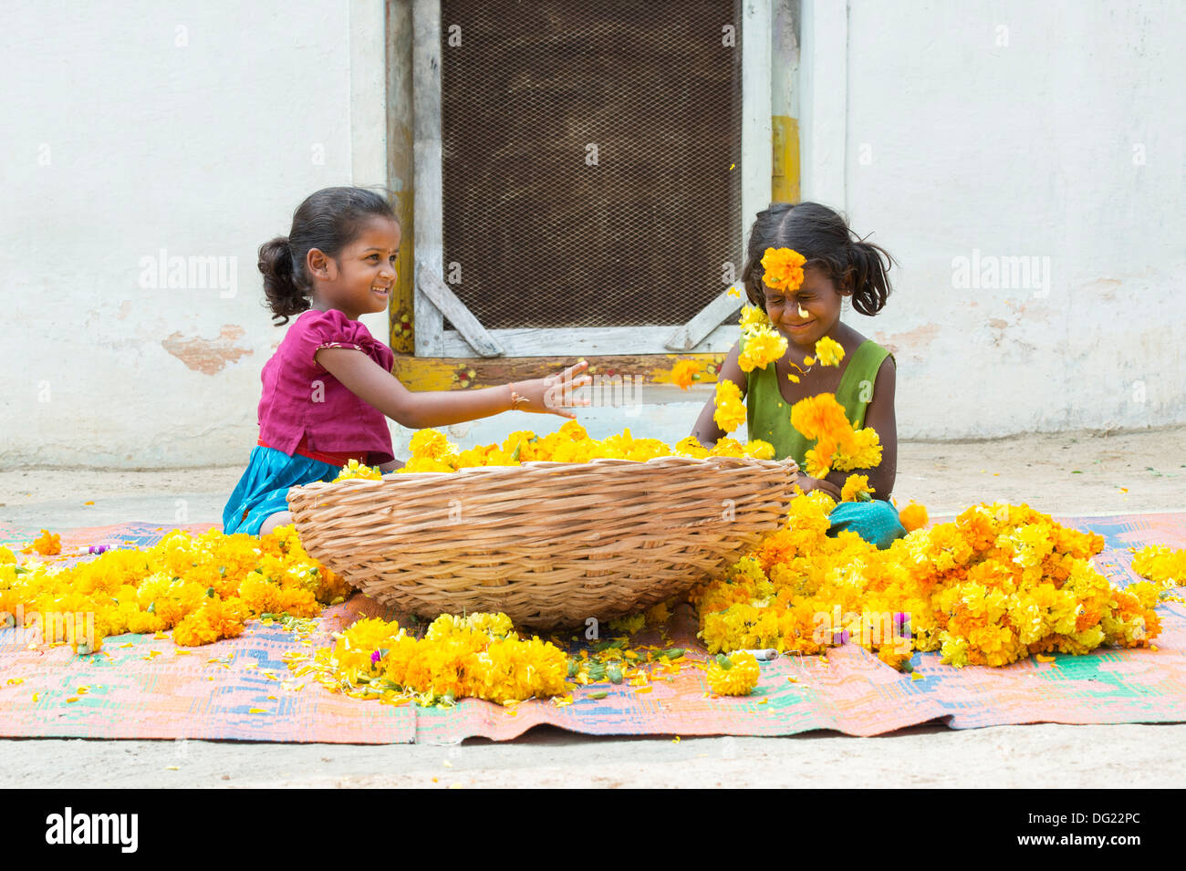 Rural indian village girls throwing marigold flowers. Andhra Pradesh