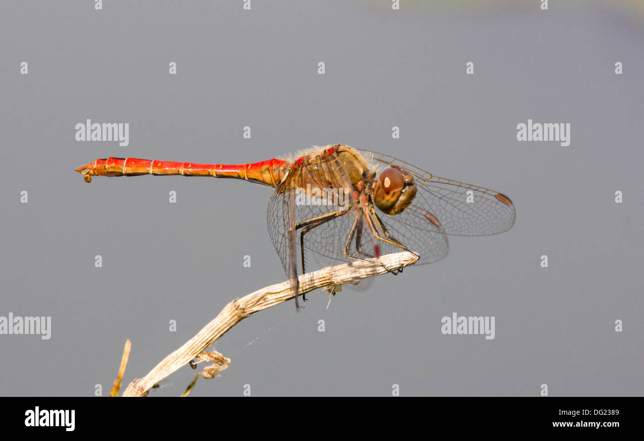 A close up high resolution picture of a red dragonfly sitting on a twig ...
