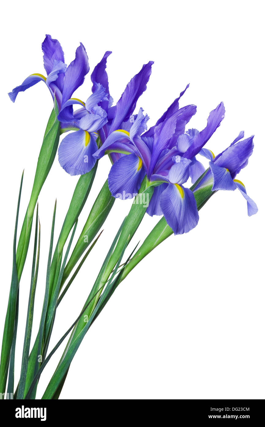 Iris Buds High Resolution Stock Photography and Images   Alamy