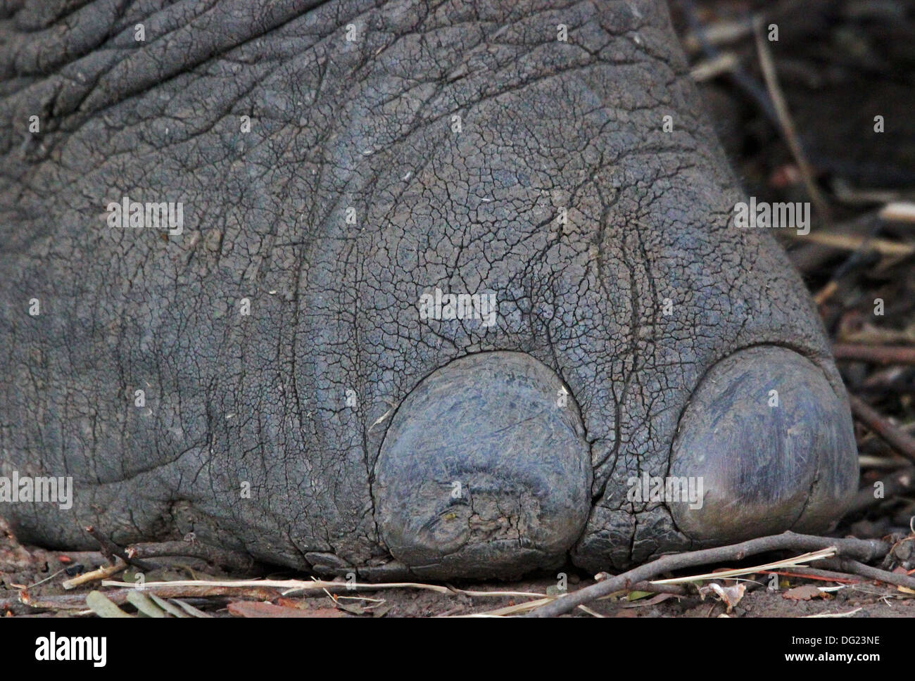 Elephant Foot Stock Photos & Elephant Foot Stock Images Alamy