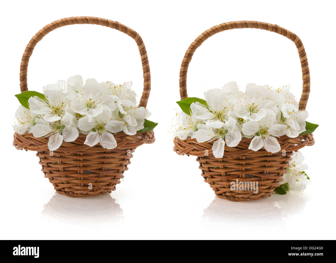 cherry blossom isolated on white background Stock Photo - Alamy