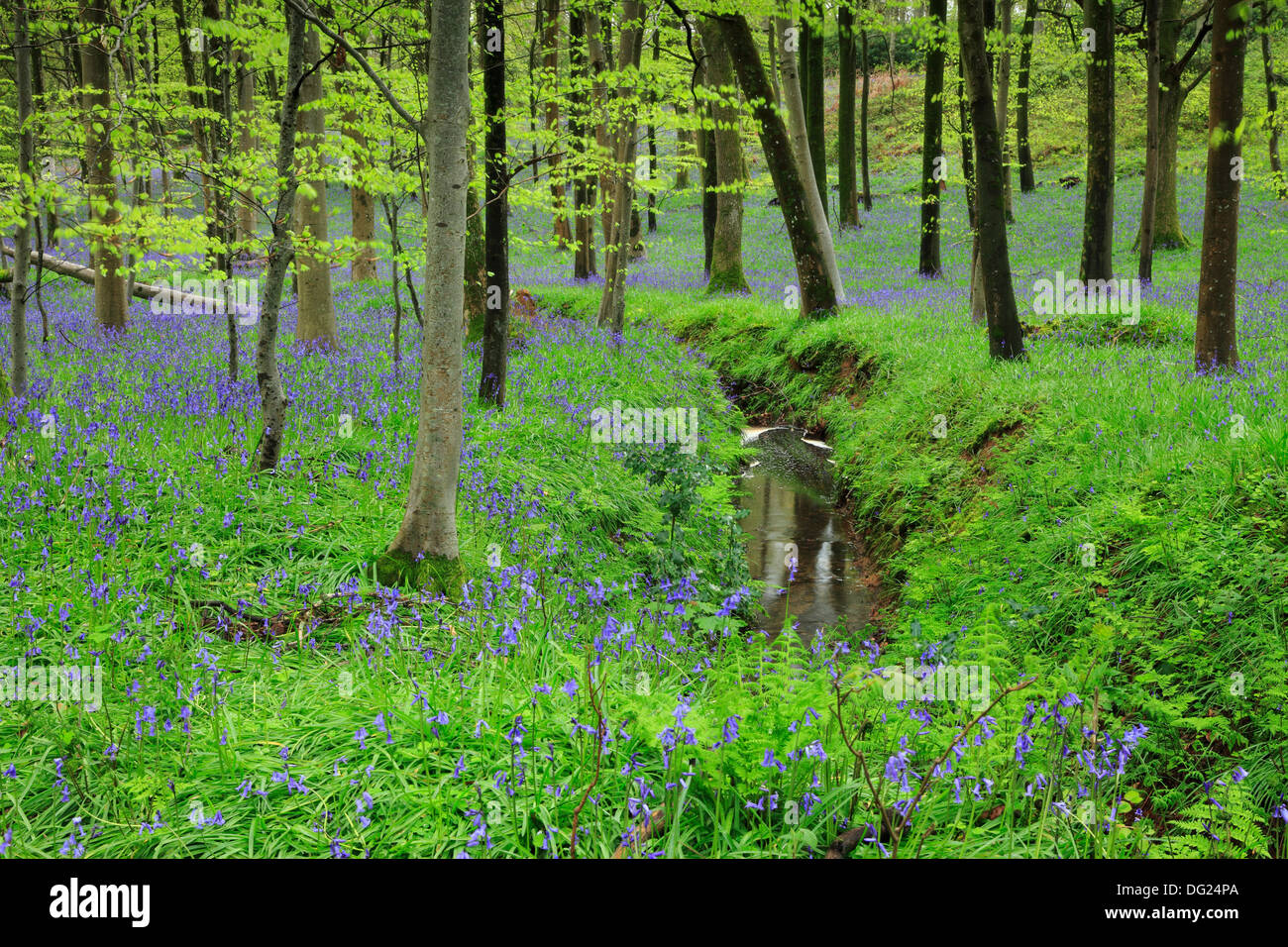 Spring in Coldwaltham Park Bluebells, Coldwaltham, West Sussex. Stock Photo