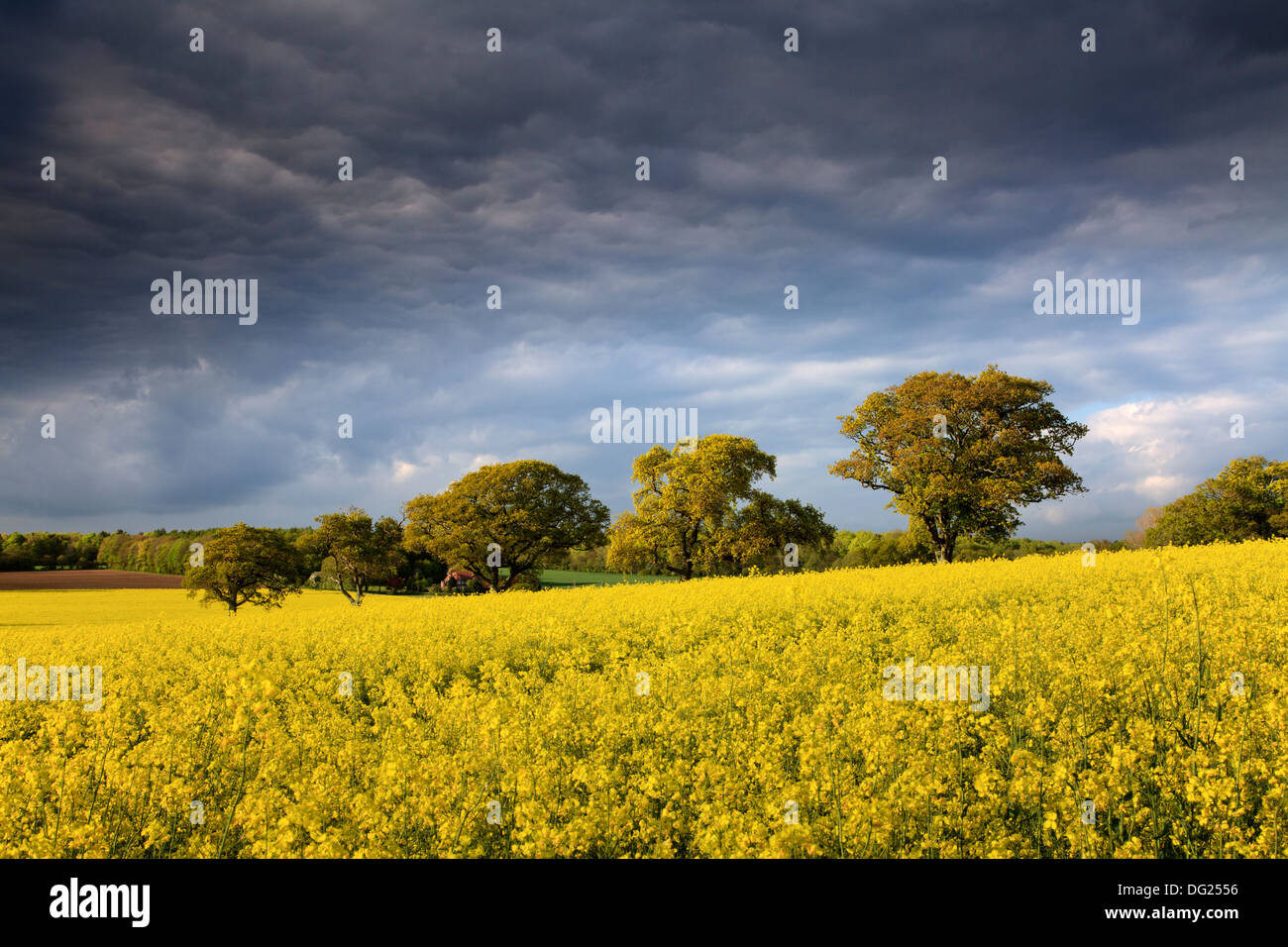 Storm cloud building over row of trees in field of oil seed rape, Hammerpot, West Sussex Stock Photo