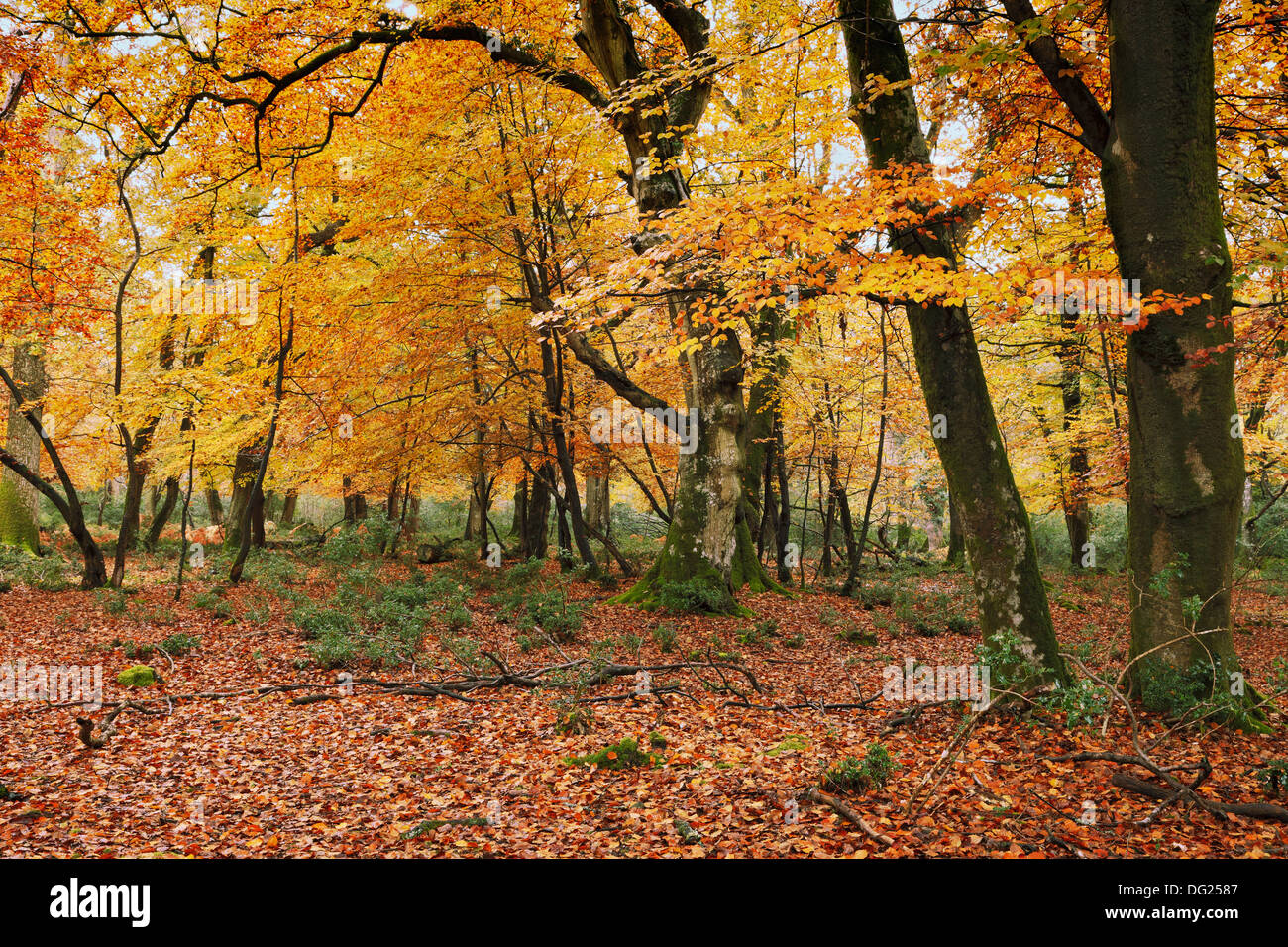 Autumn colours in Shave wood, New Forest, Hampdhire Stock Photo