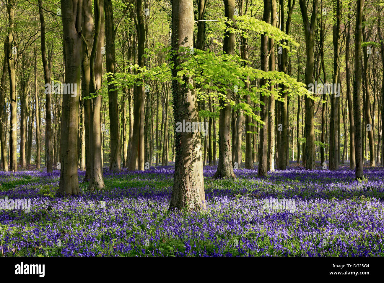 Bluebell wood, Lower Oldfield Copse, Angmering Park, West Sussex Stock Photo