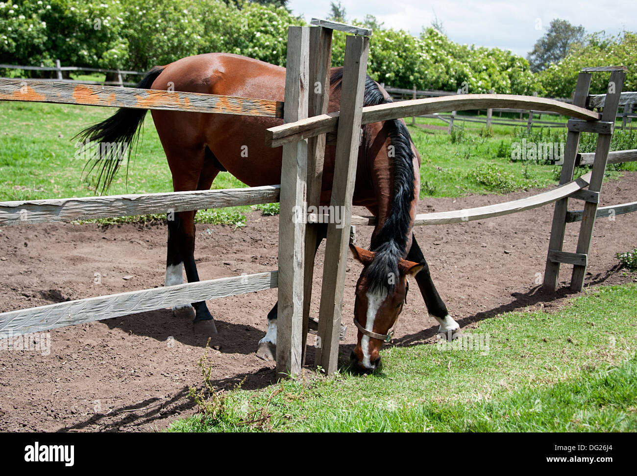 El Juncal horse breeding farm chestnut mare eats grass through wide gap fence Stock Photo