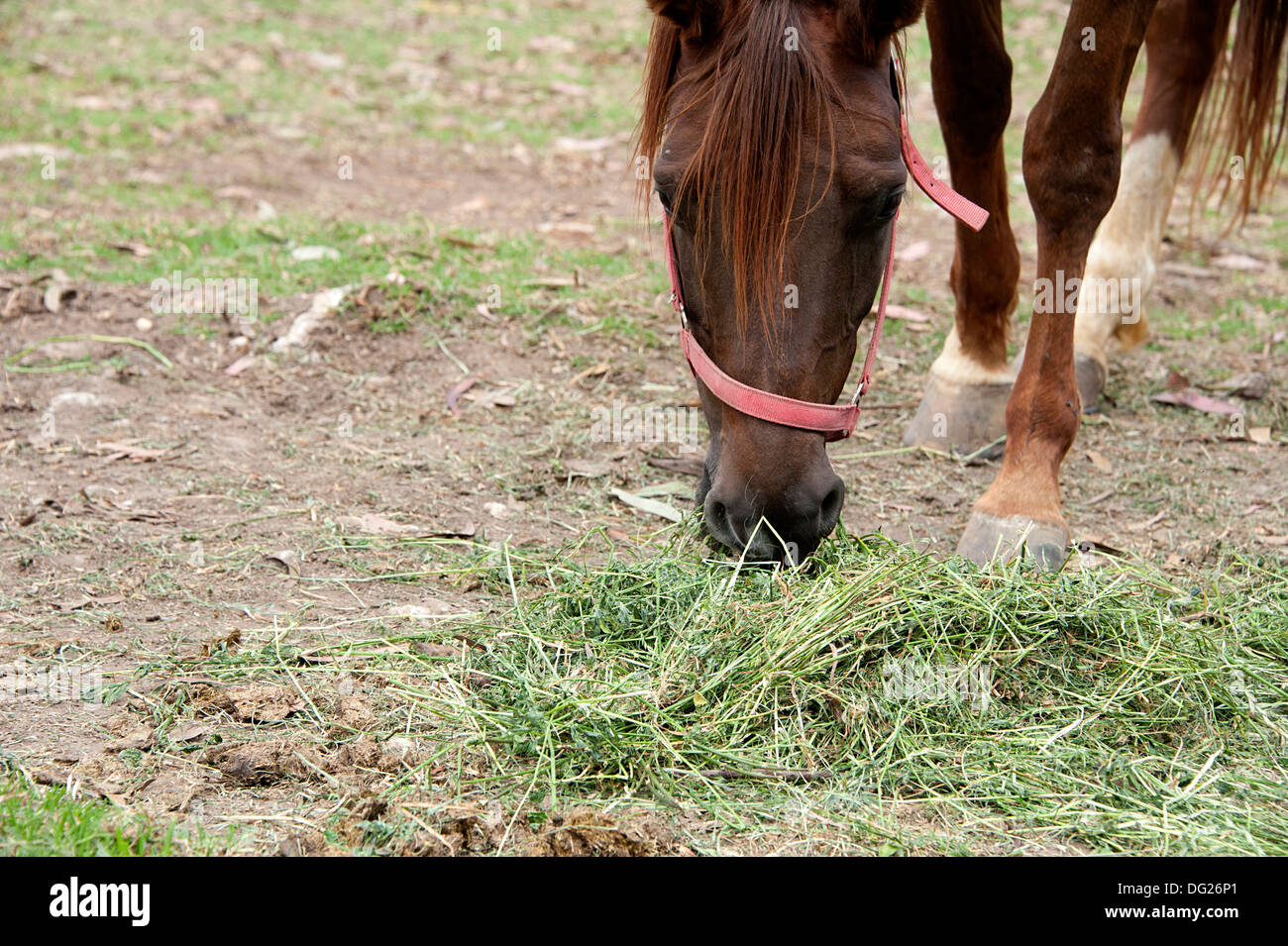 Alfalfa grass hires stock photography and images Alamy